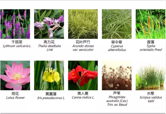 河道景觀設(shè)計：、綠化、綜合治理、生態(tài)修復(fù)及植物選擇