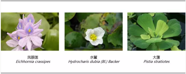 河道景觀設(shè)計：、綠化、綜合治理、生態(tài)修復(fù)及植物選擇