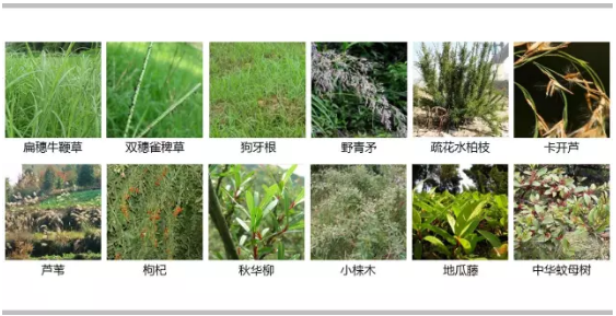 河道景觀設(shè)計：、綠化、綜合治理、生態(tài)修復(fù)及植物選擇